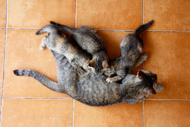 授乳中の猫