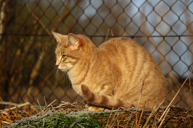 アメリカ 野良猫の日
