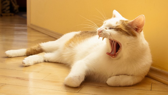 cat-665667_640