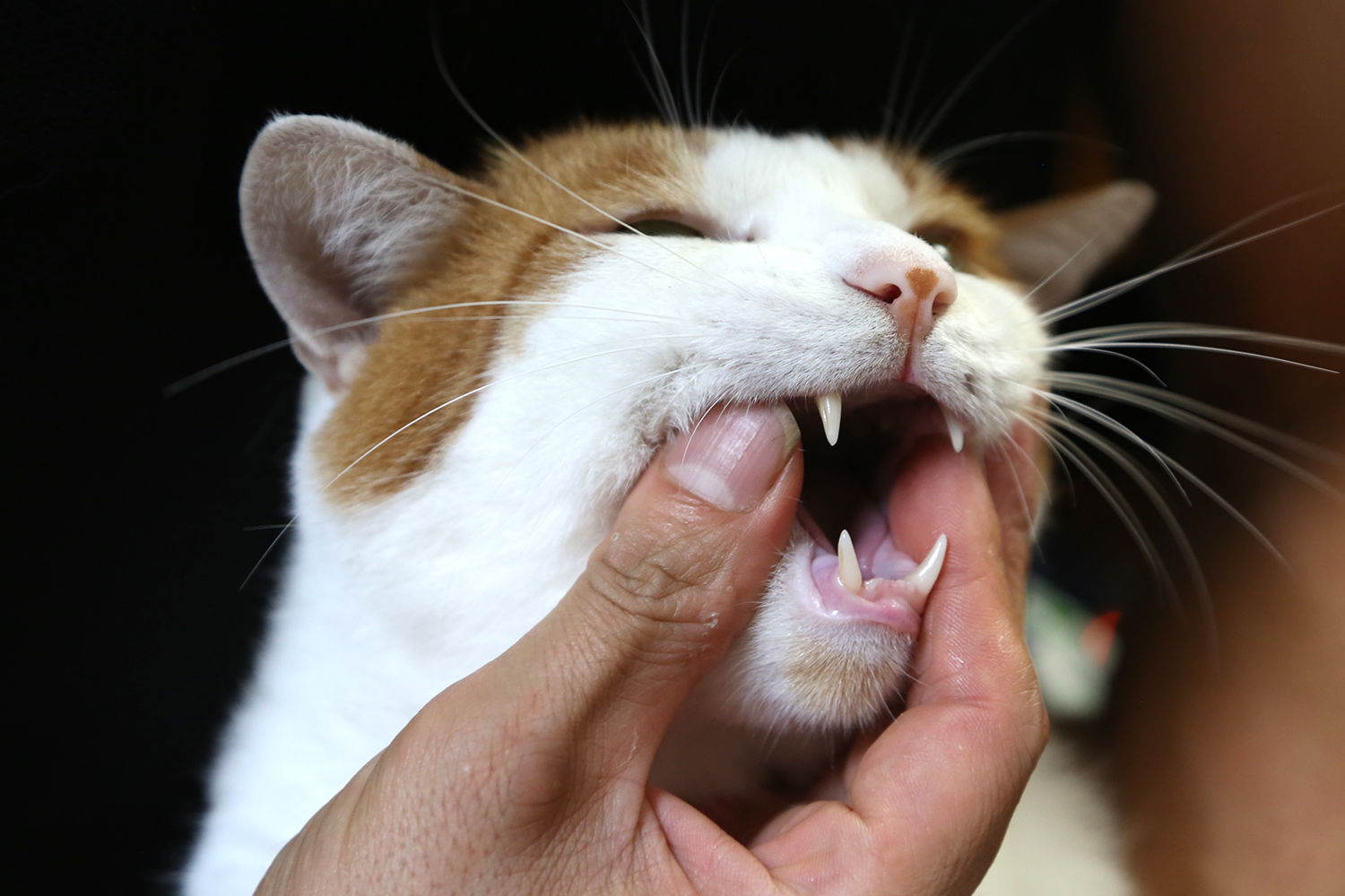 嫌がる猫もこれでok 上手な歯磨きのやり方 しつけのコツを伝授 猫の総合情報サイト ペットスマイルニュースforネコちゃん