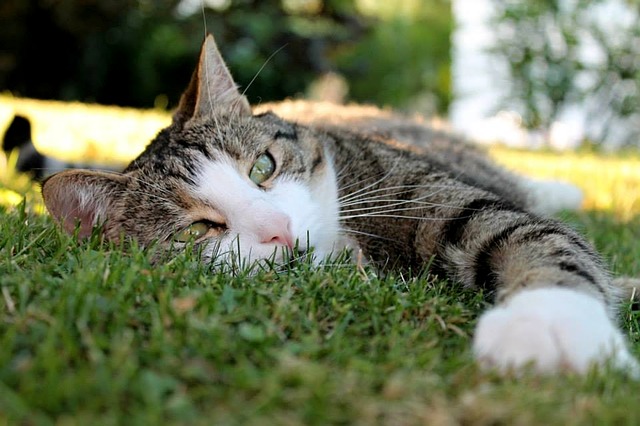 猫 夏バテ