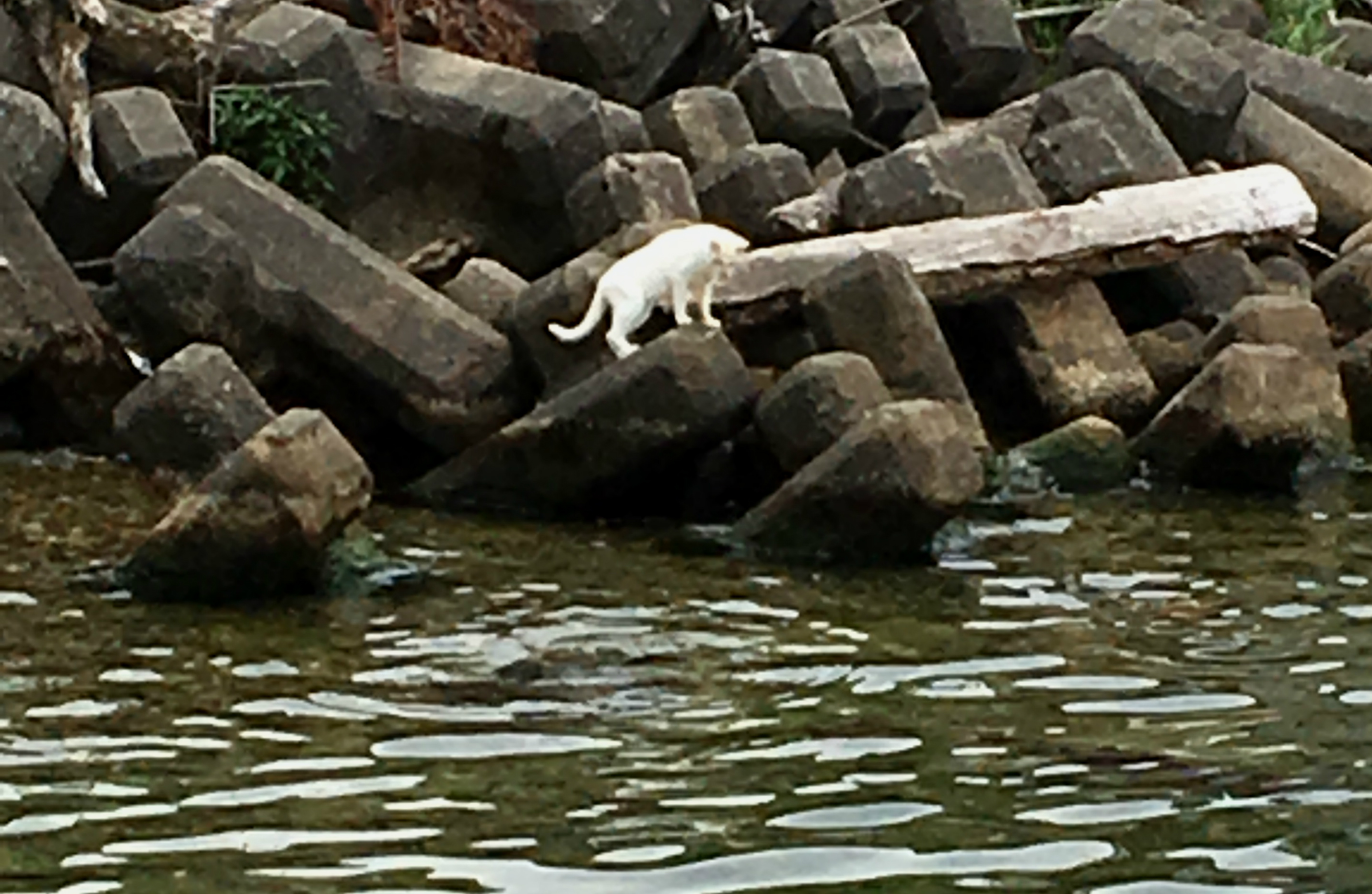 沖島の海を見る猫
