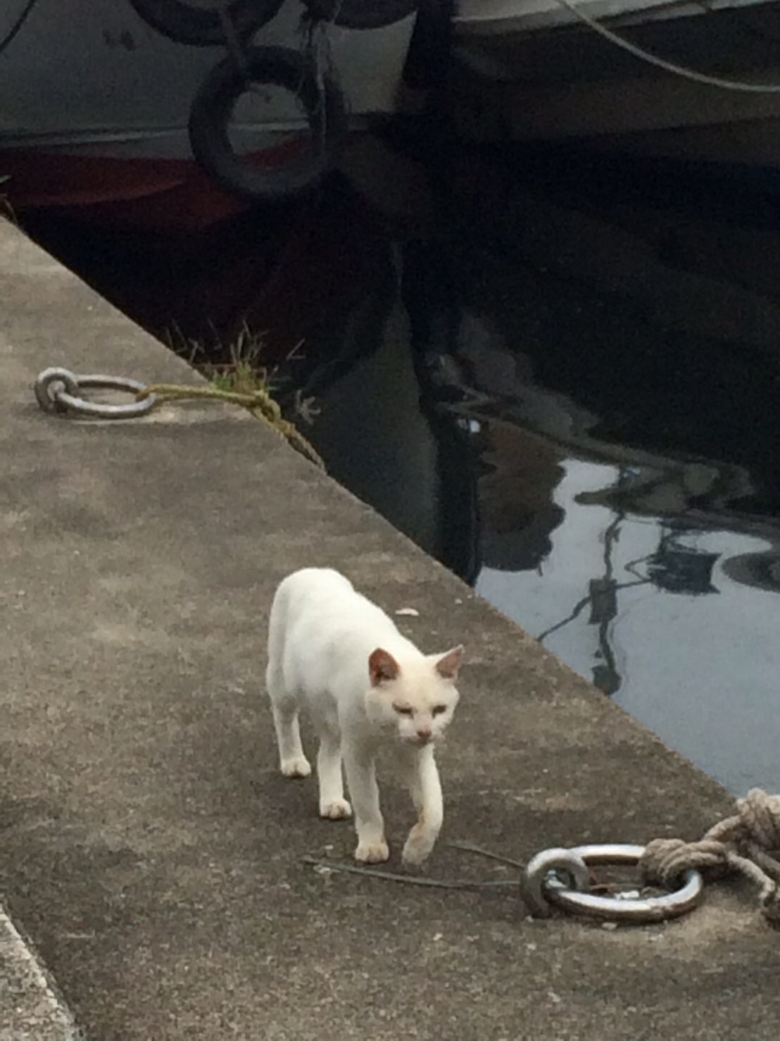 沖島の猫