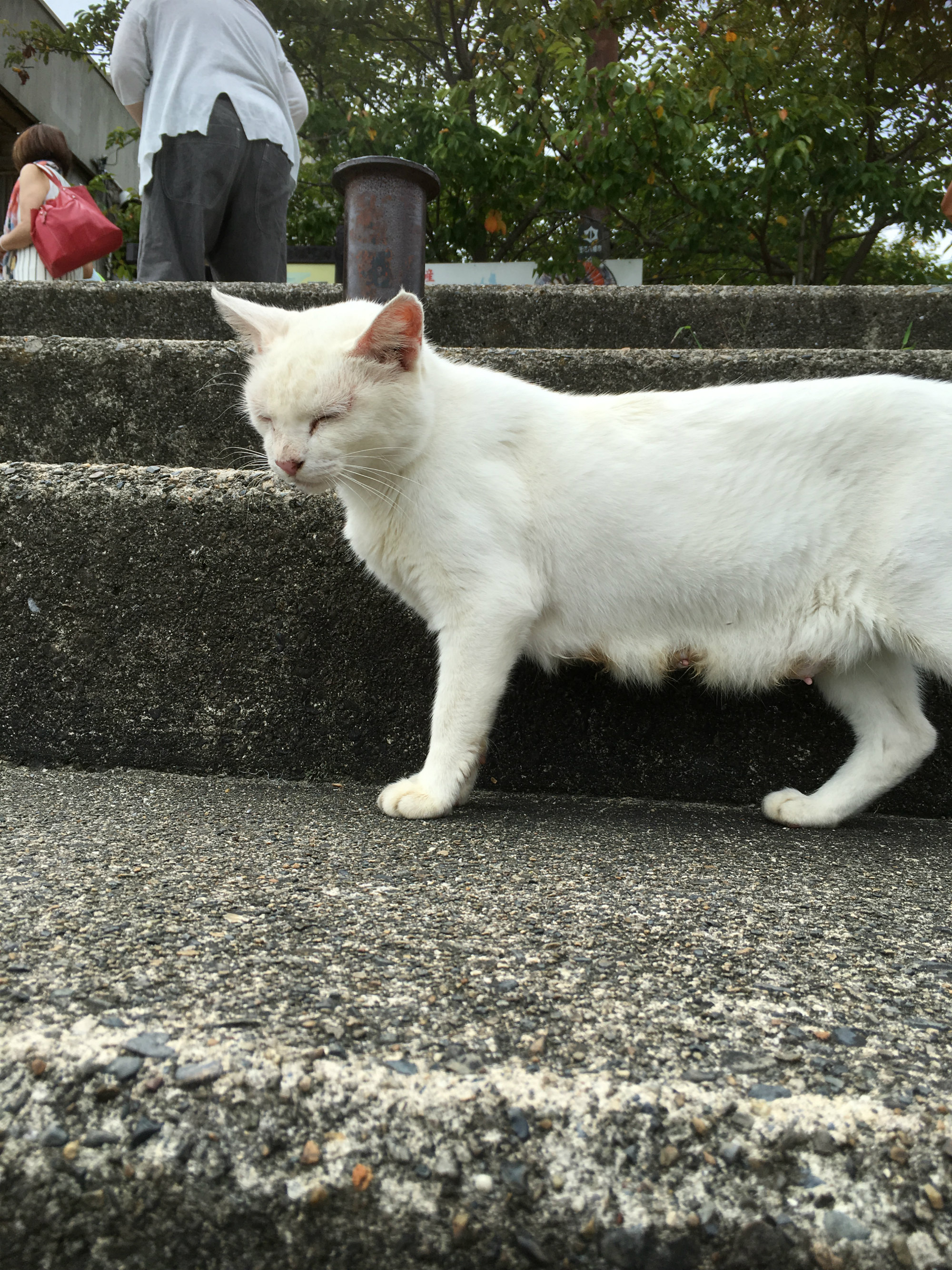 沖島の猫