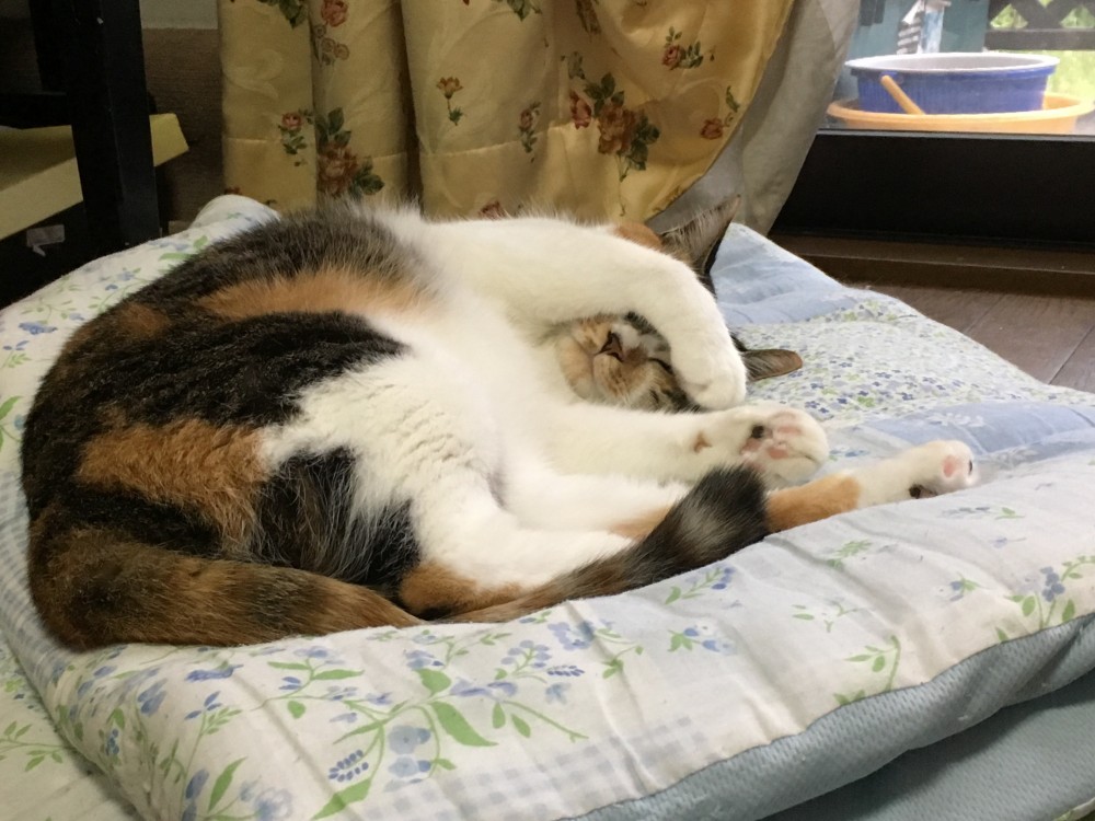 猫