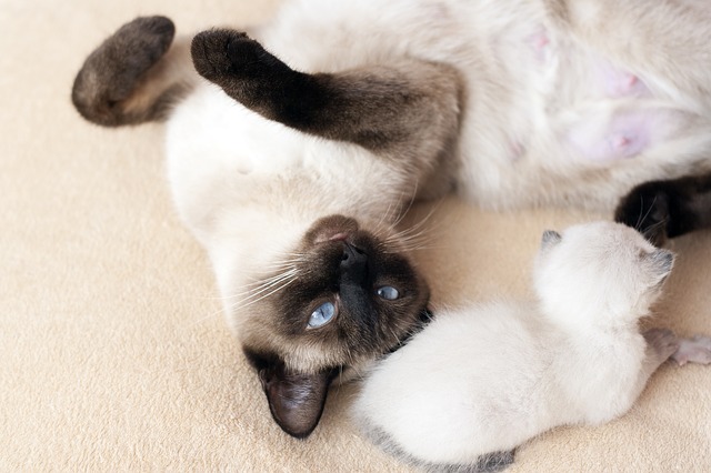 子猫と母猫