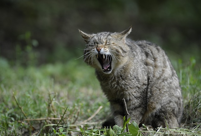 wildcat-356805_640