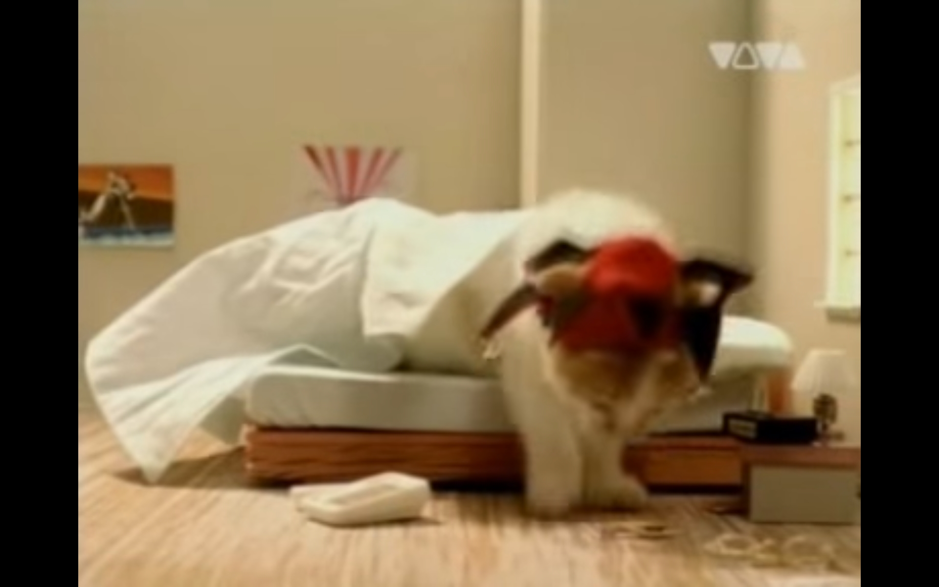 猫 洋楽 PV