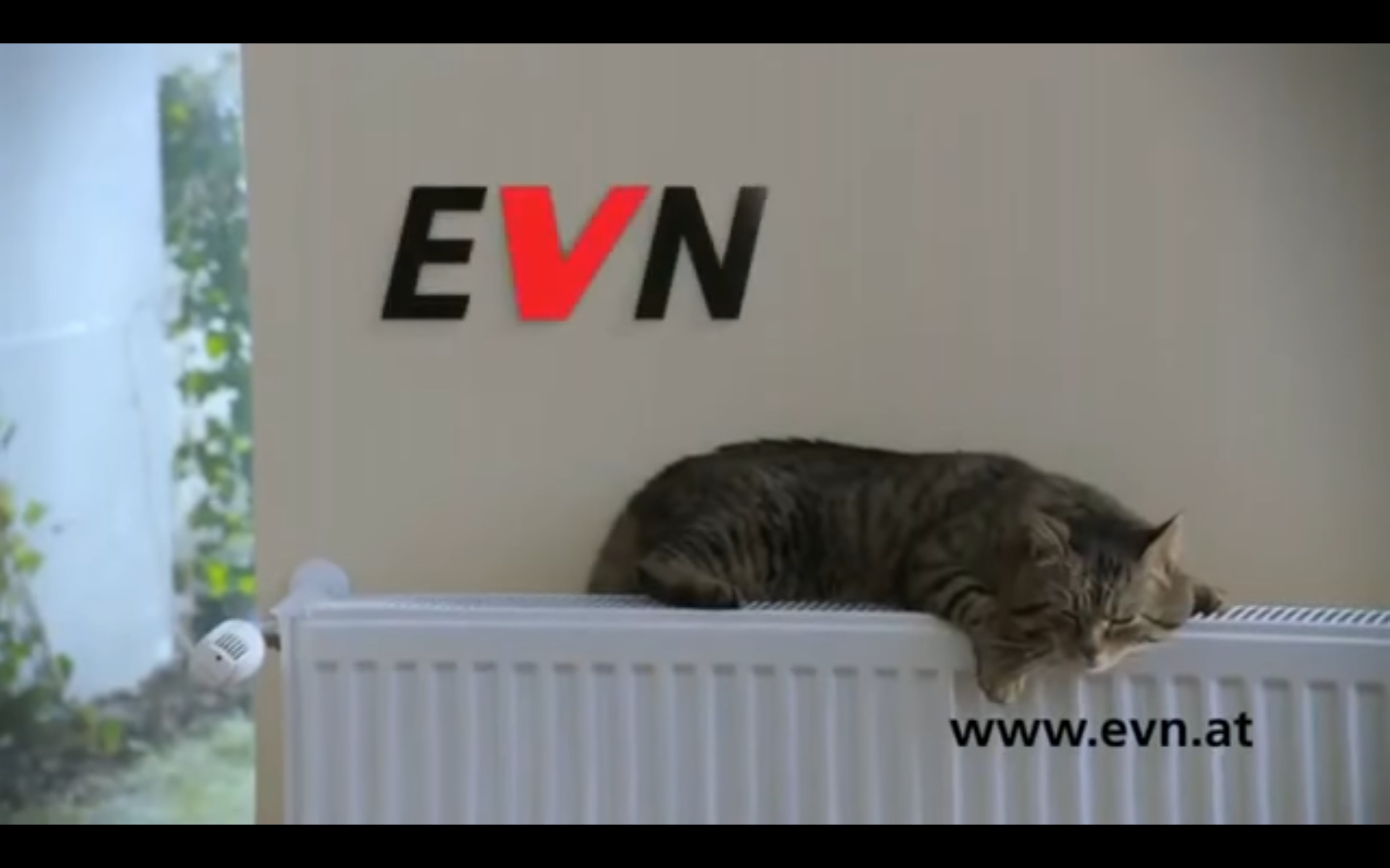 猫 海外 CM