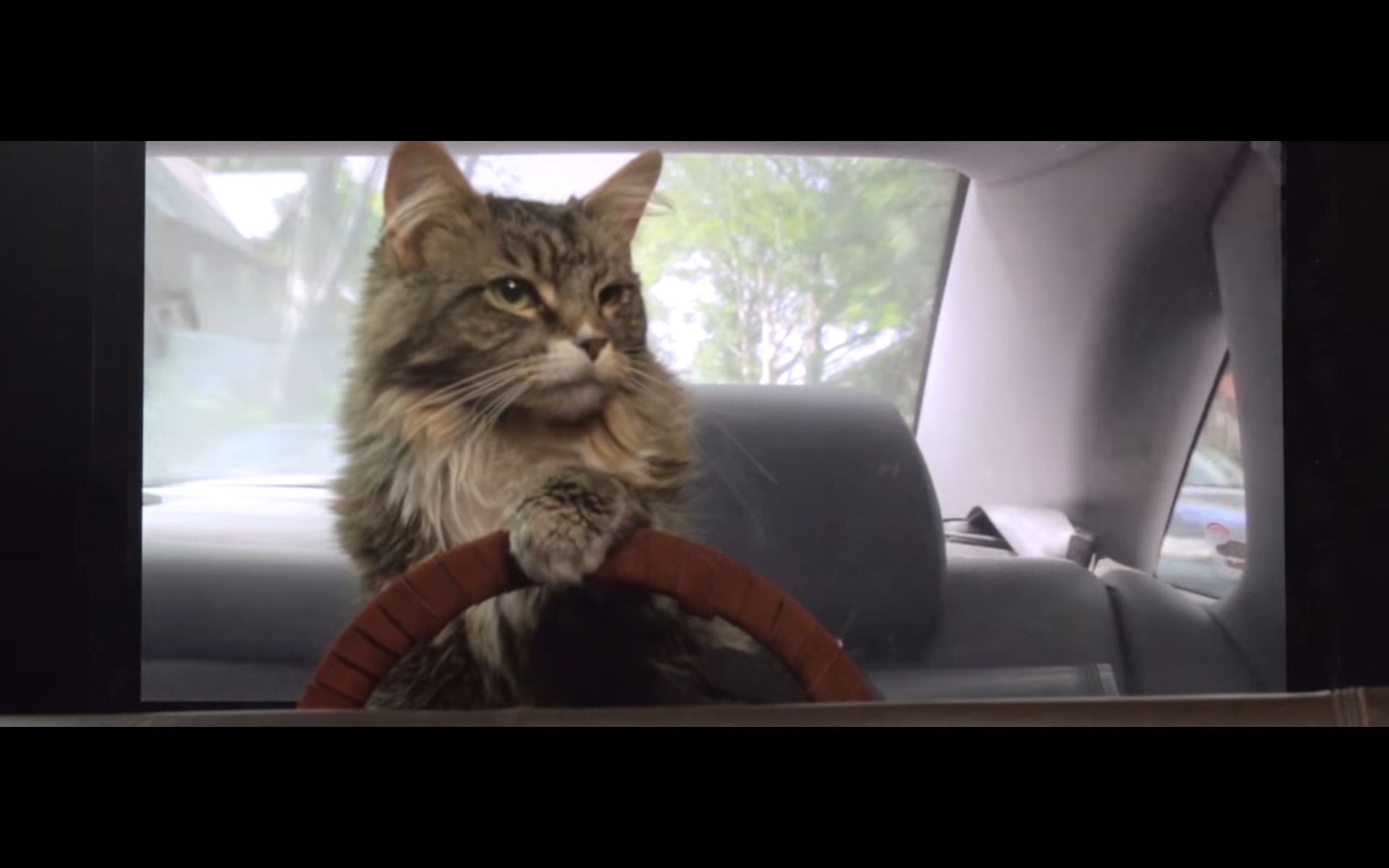 猫 洋楽 PV
