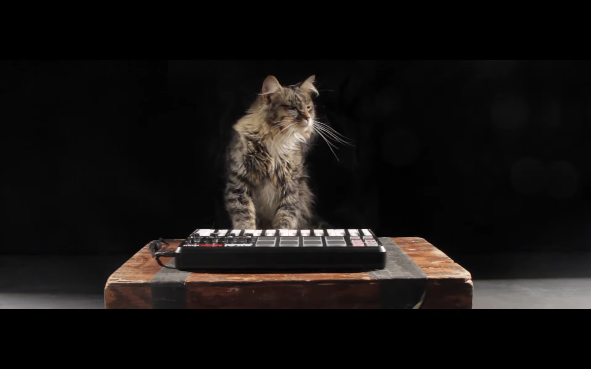 猫 洋楽 PV