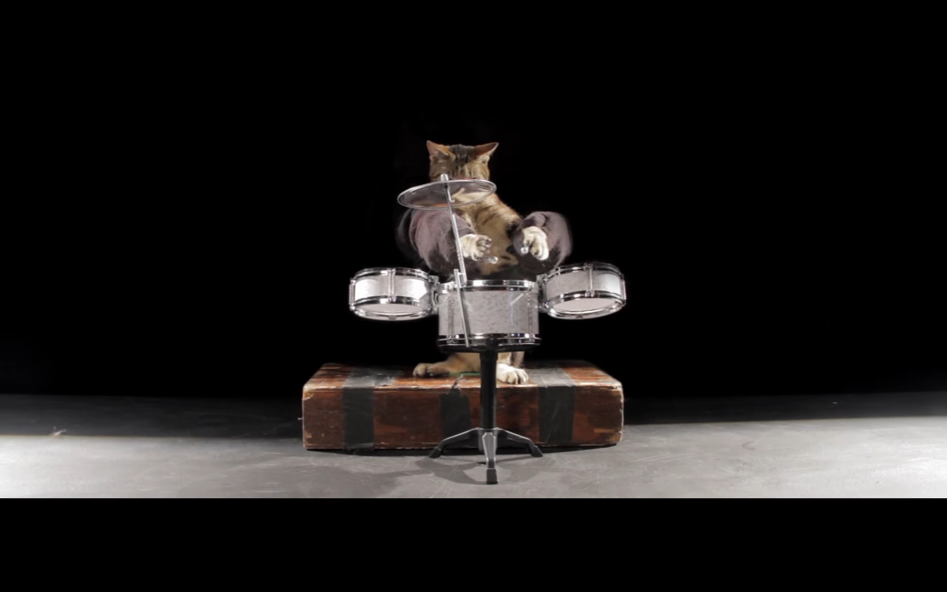 猫 洋楽 PV