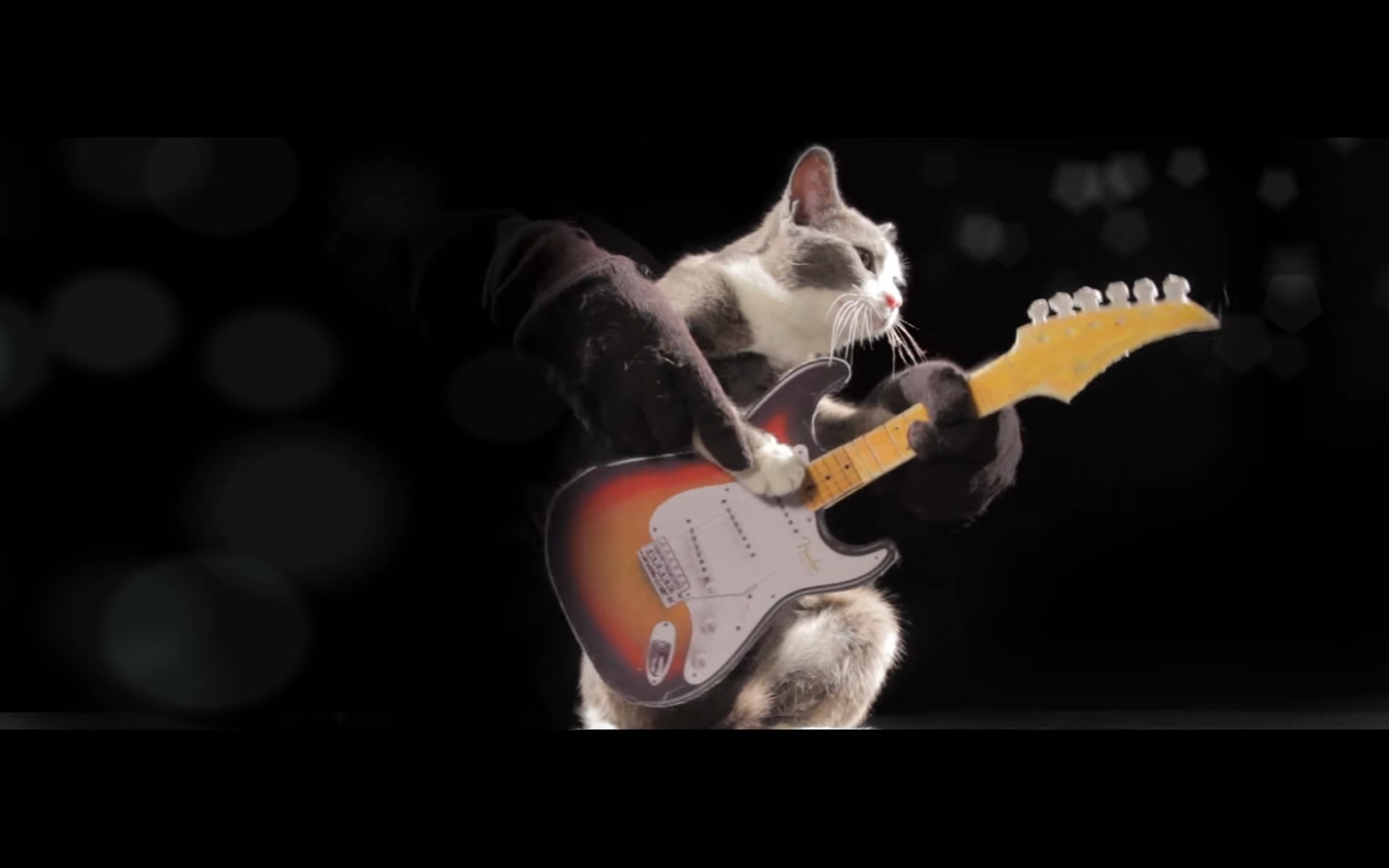 猫 洋楽 PV