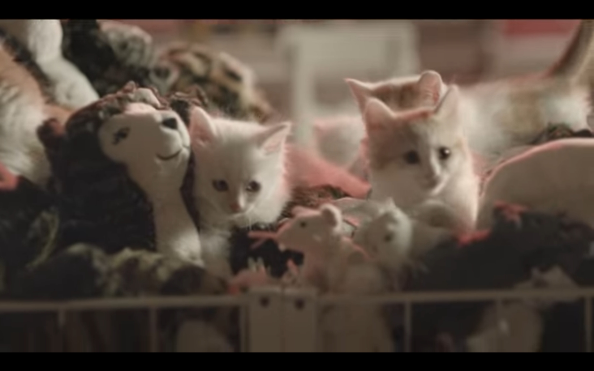 猫 海外 CM
