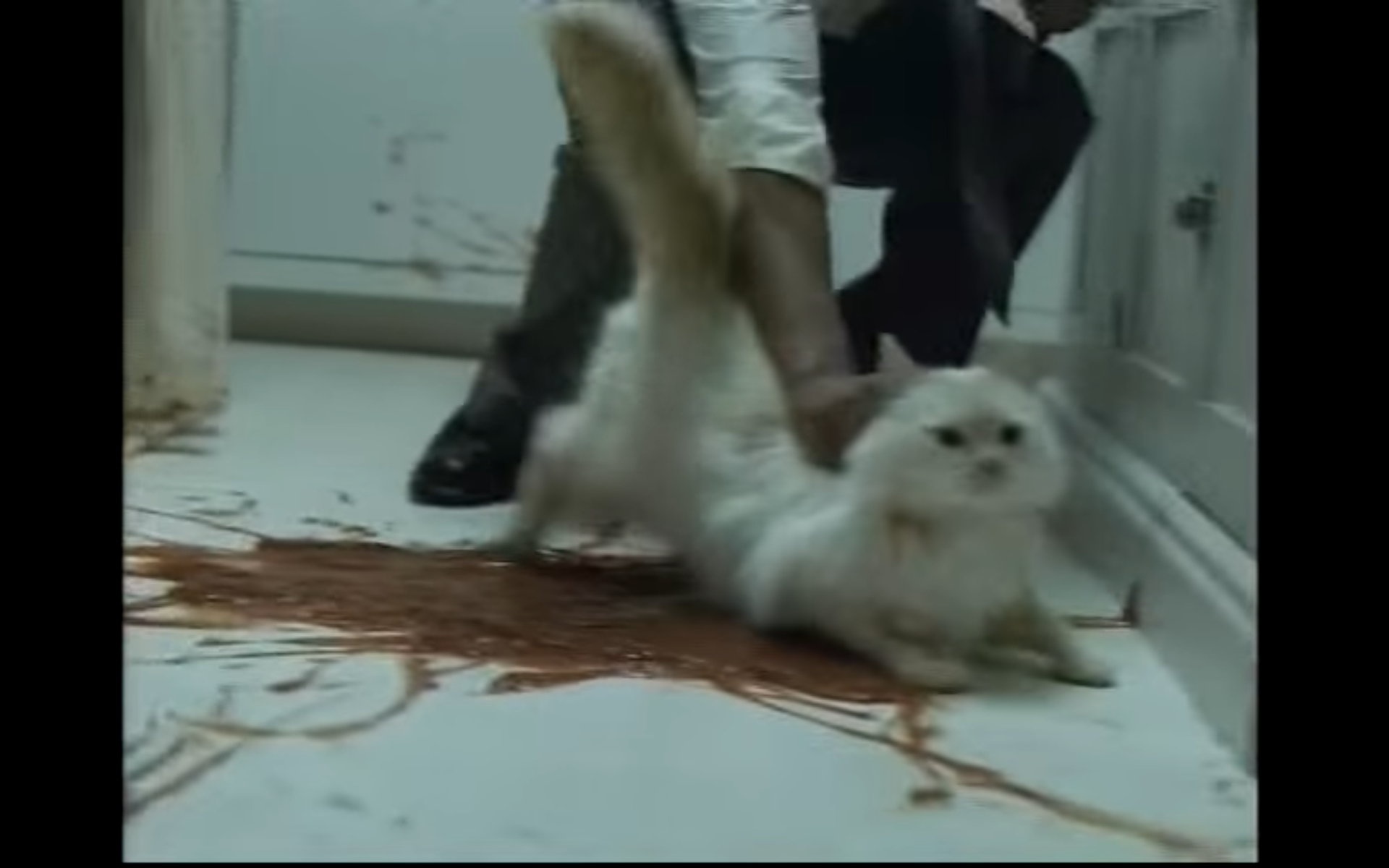 猫 海外 CM