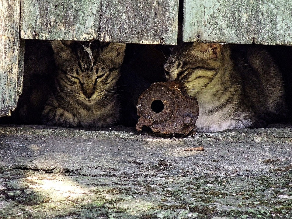 猫の日 アメリカ レンタルサービス