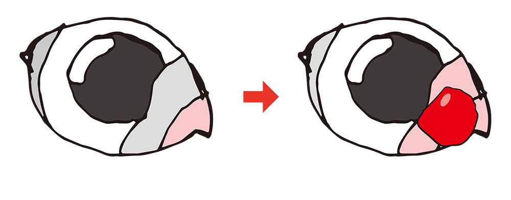 猫 チェリーアイ 症状