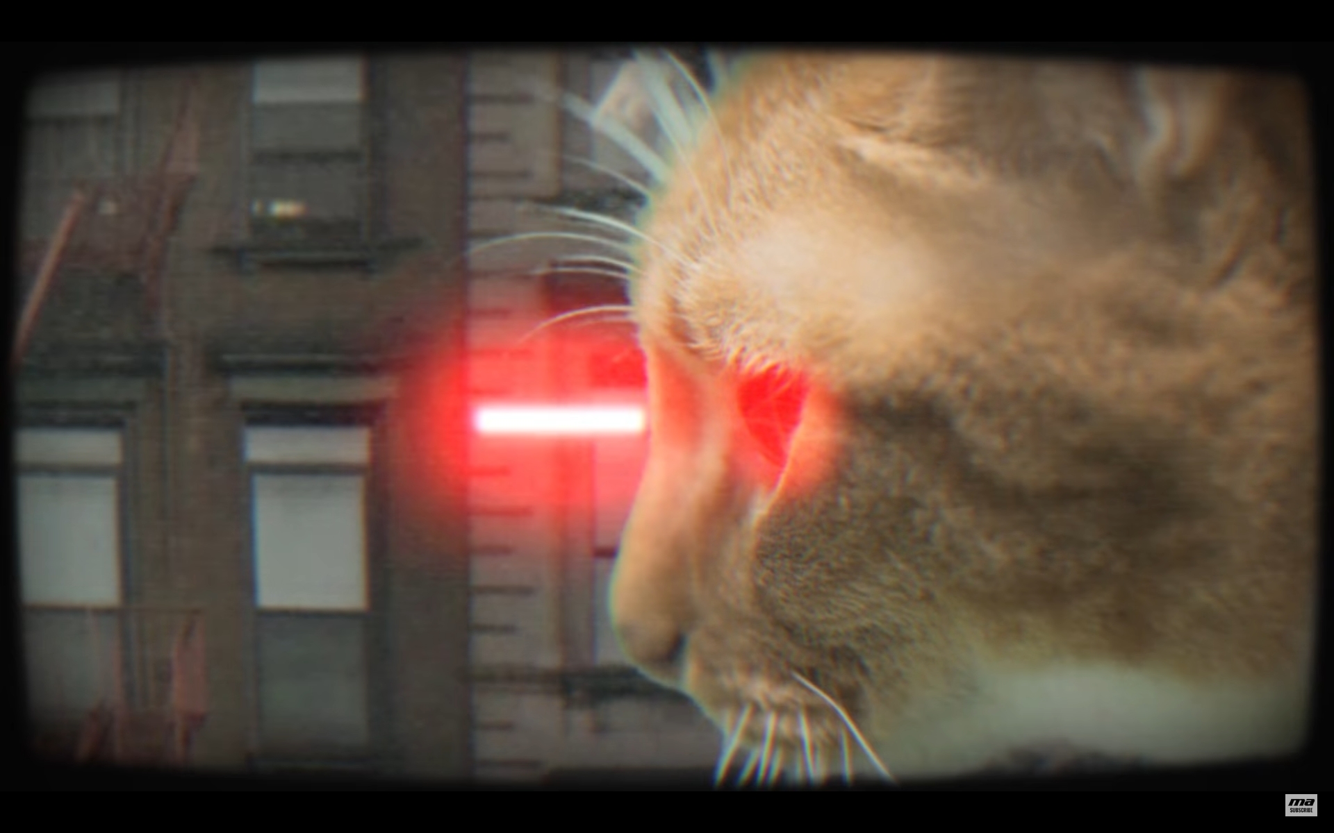 猫 洋楽 PV