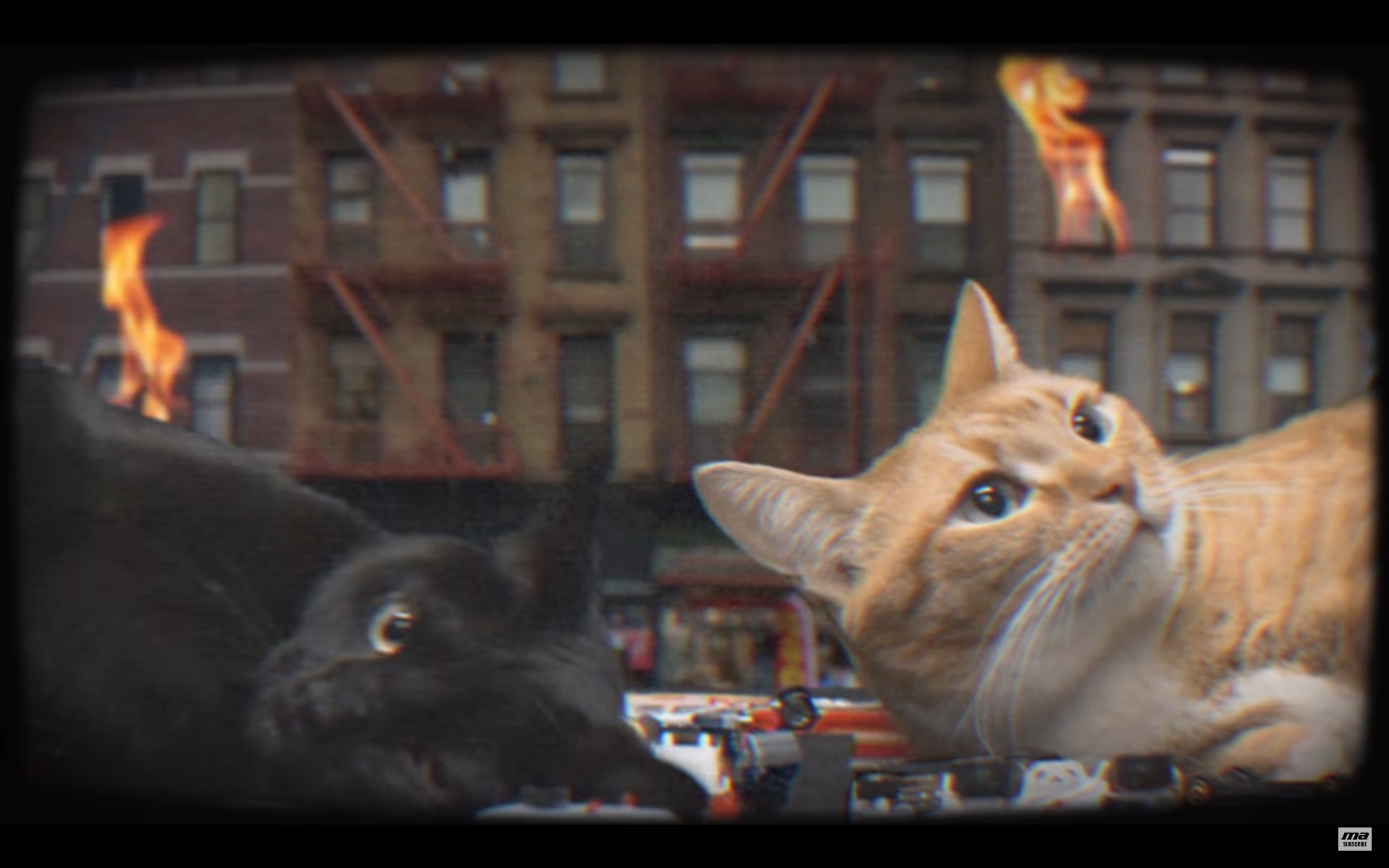 猫 洋楽 PV