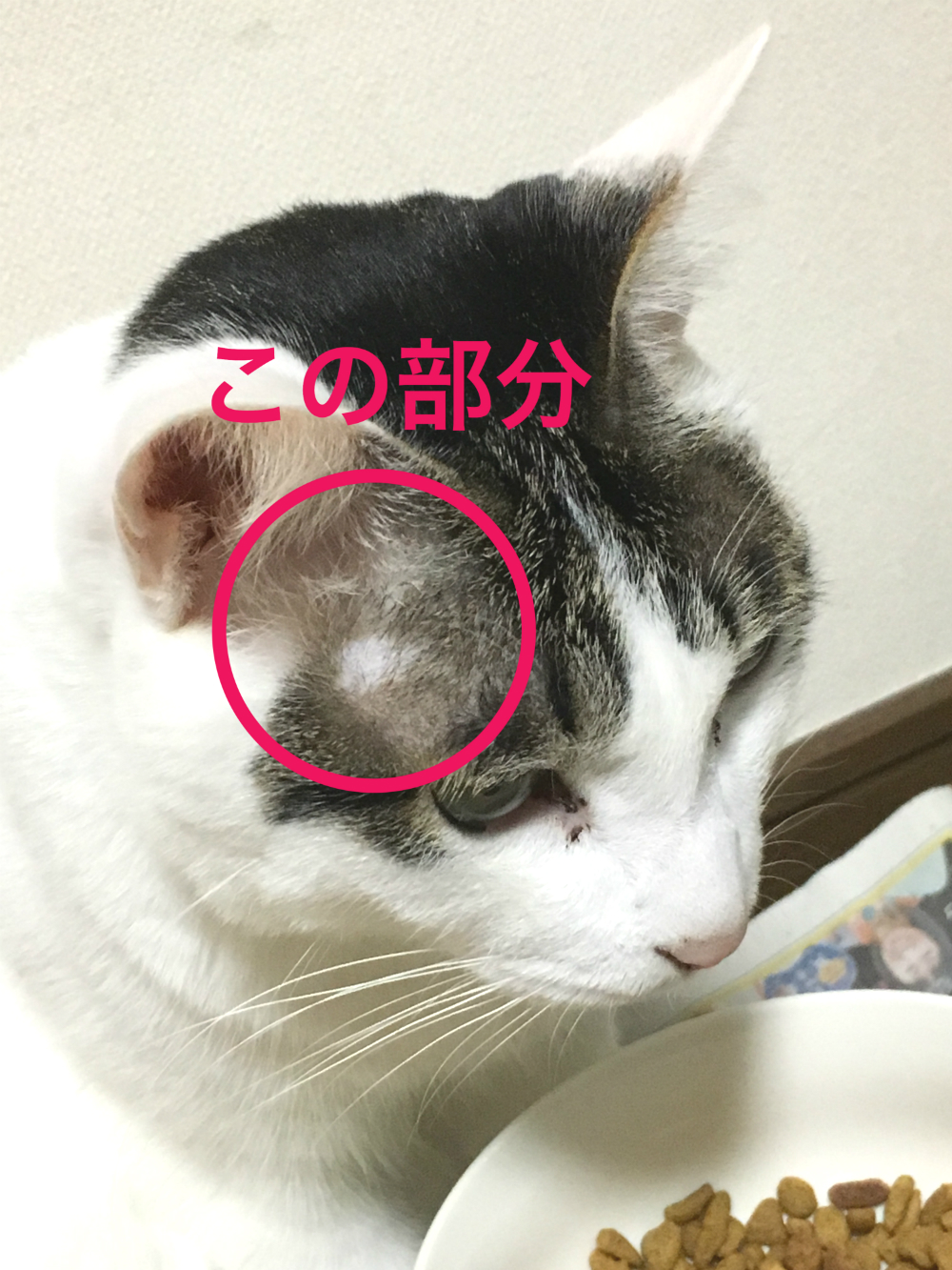 これってハゲ？猫の目の上から耳にかけての毛が薄い理由を大解説！｜猫の総合情報サイト ペットスマイルニュースforネコちゃん
