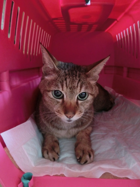 猫 おしっこ 病気 尿検査