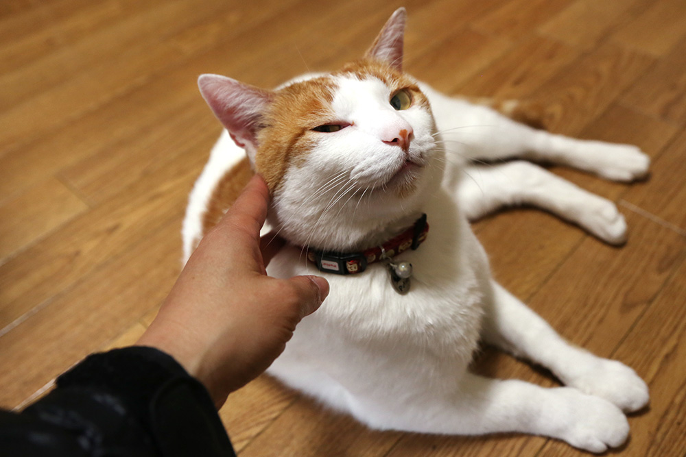 猫 チェリーアイ 症状