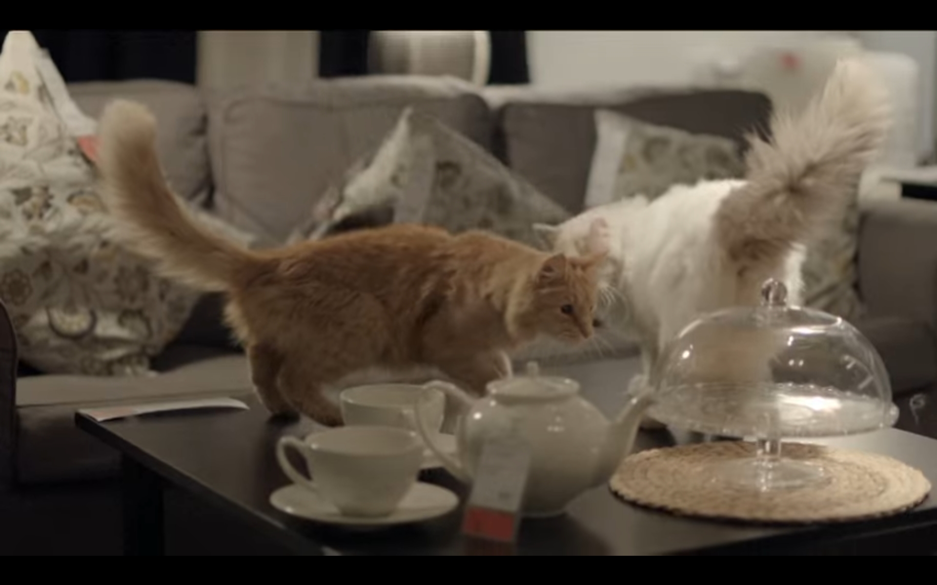 猫 海外 CM