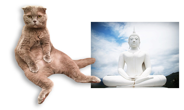 スコ座りする猫と仏