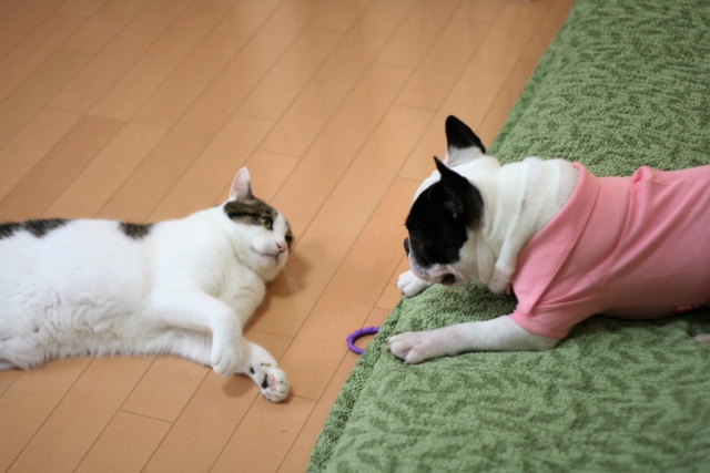 猫 犬 一緒に飼う