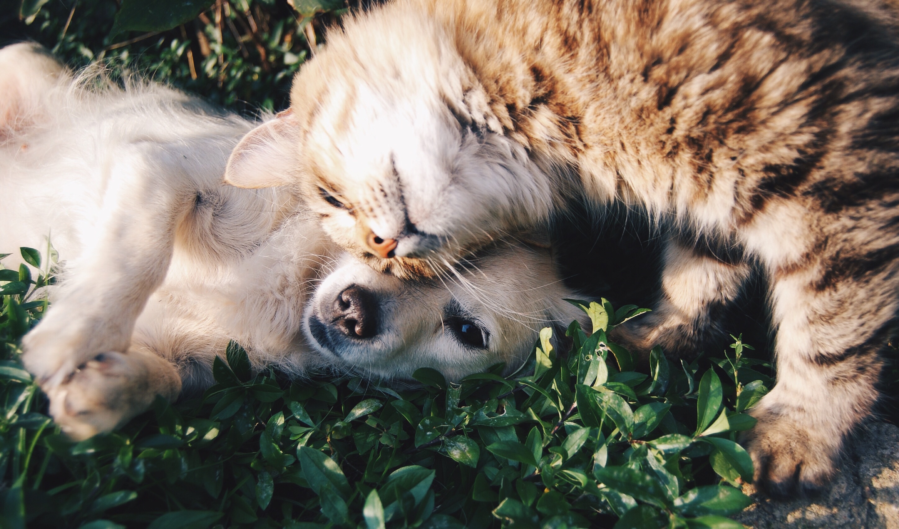 猫 犬 一緒に飼う