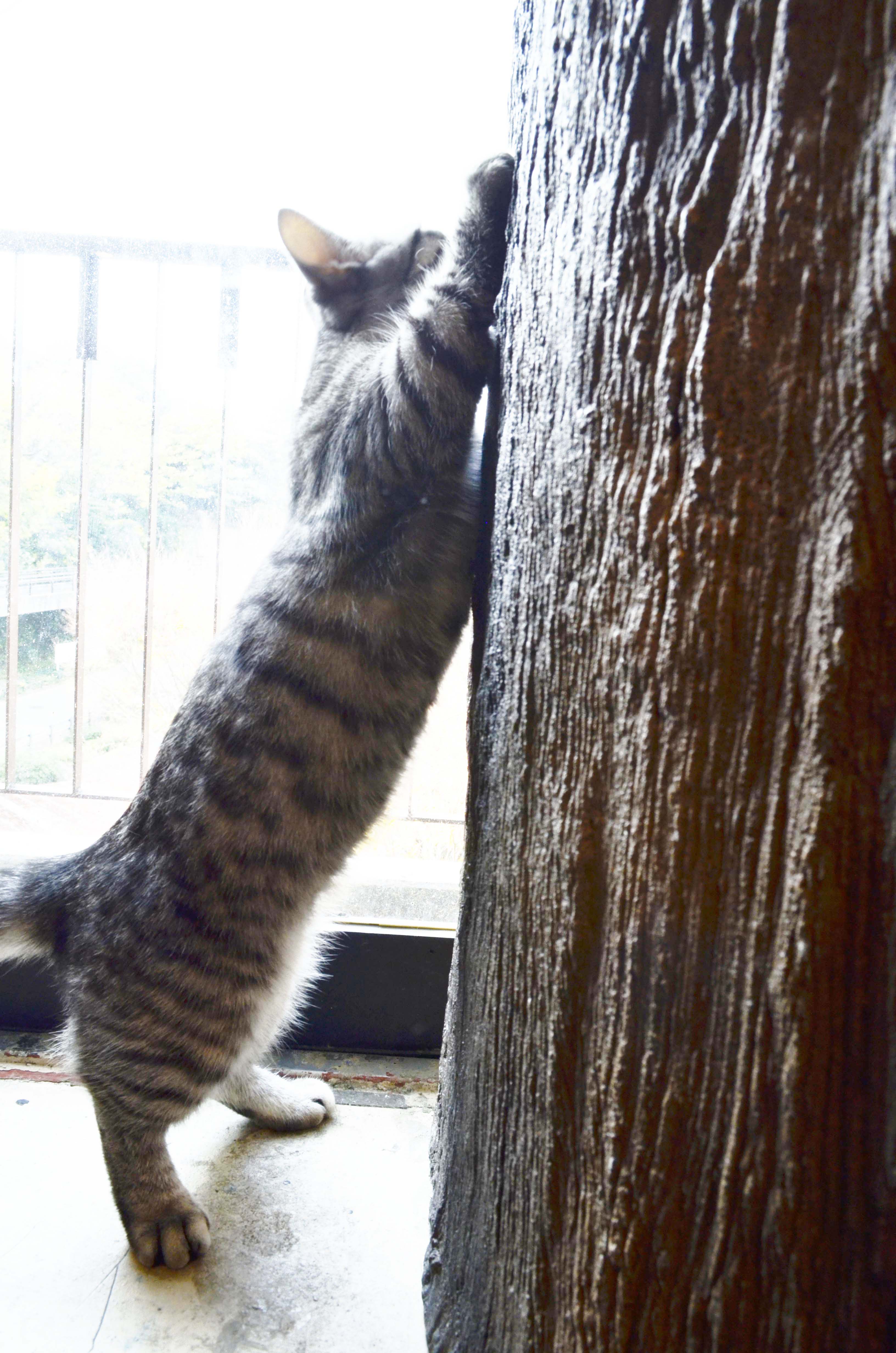 猫カフェミネットのマンチカンぼたんちゃん