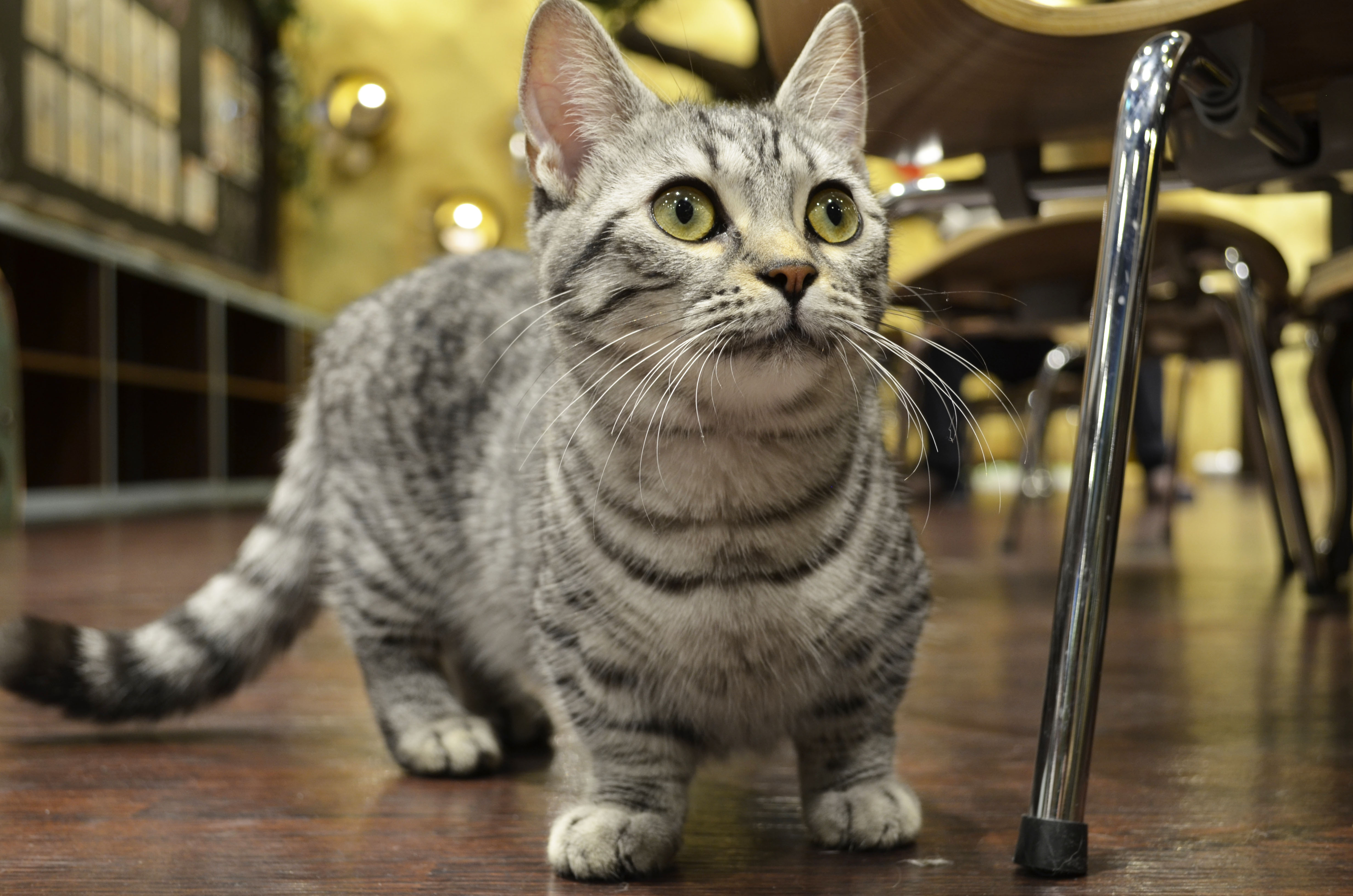 猫カフェミネットのマンチカンぼたんちゃん