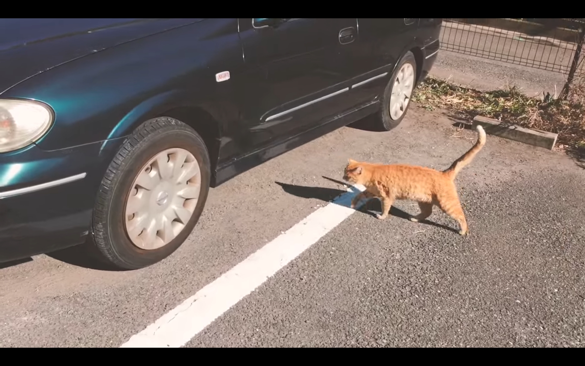 猫バンバンプロジェクト 日産