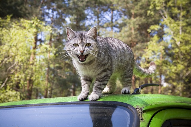 猫バンバンプロジェクト 日産
