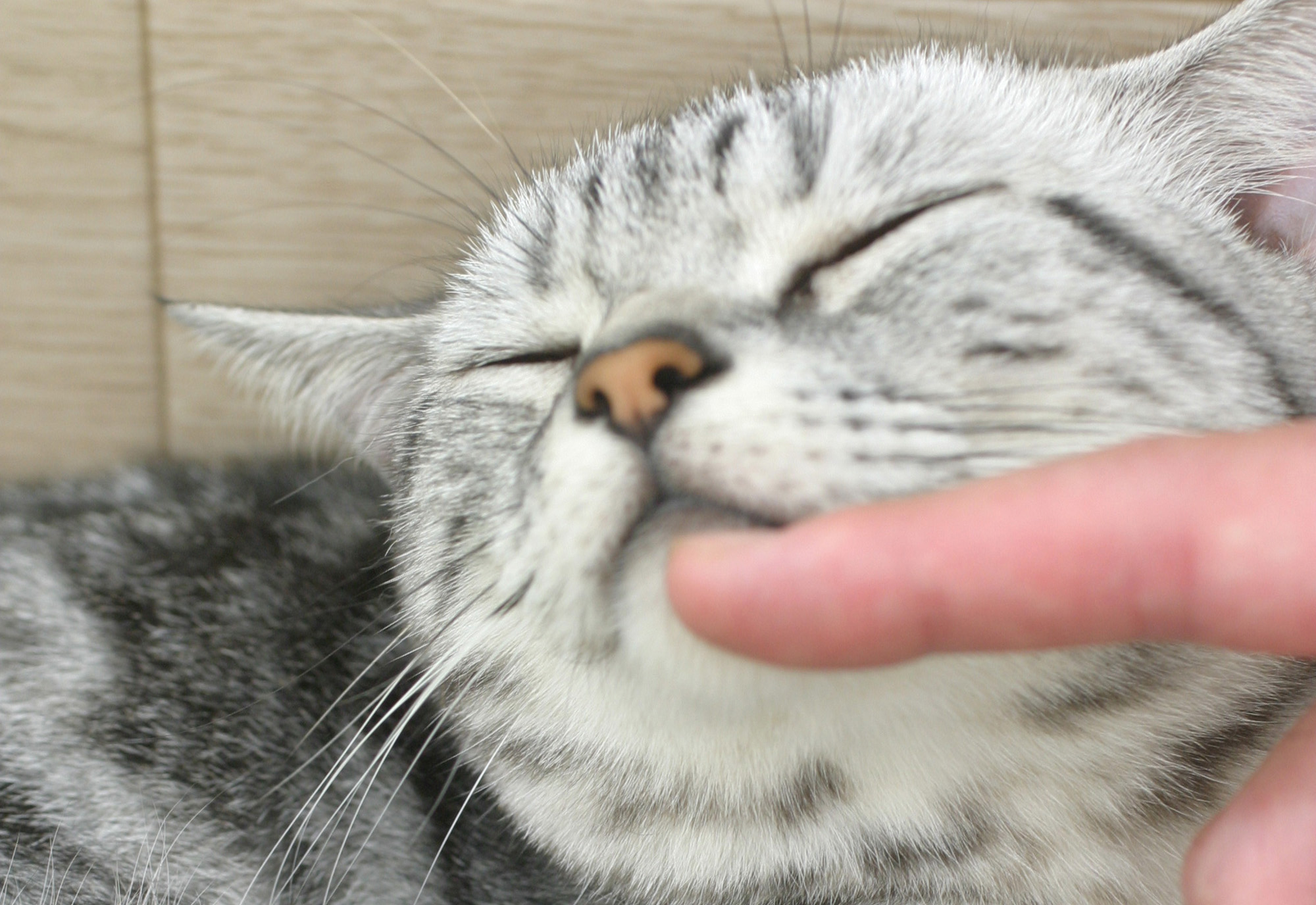 リラックスしている猫
