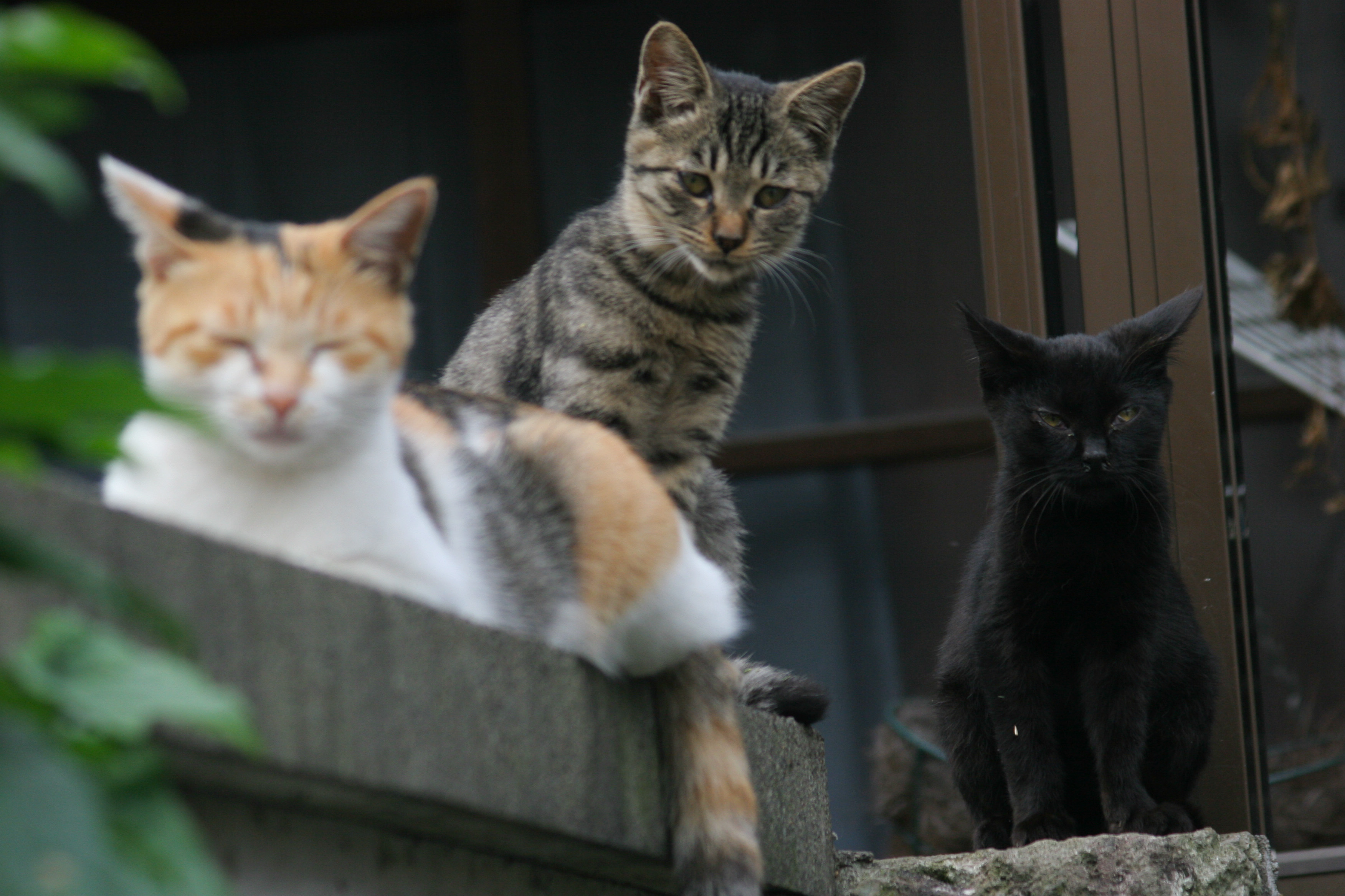 寂しそうな猫たち