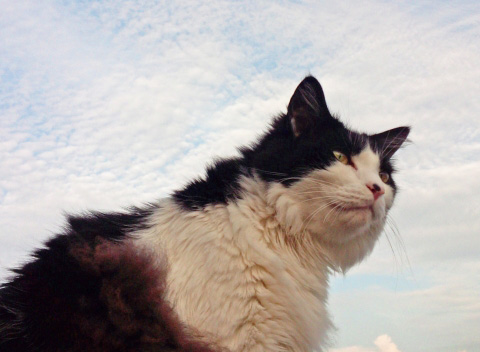 風を感じる猫