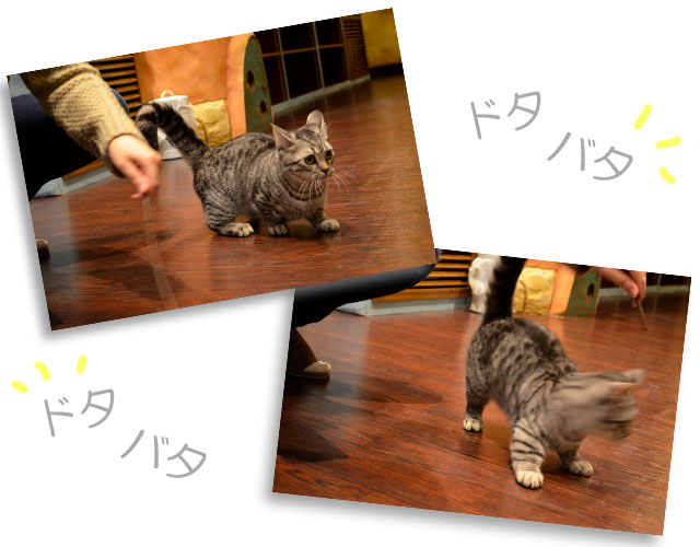 猫カフェミネットのマンチカンぼたんちゃん