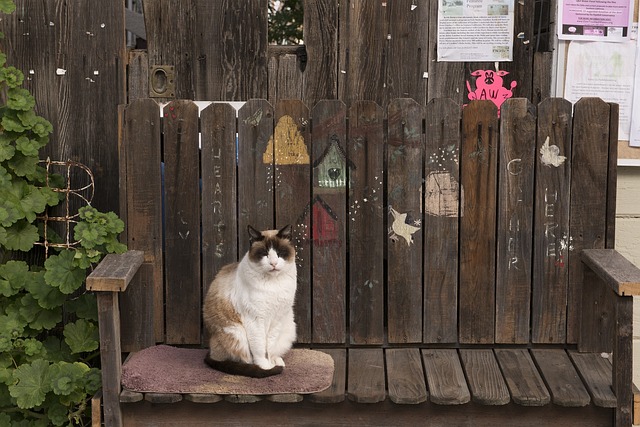 猫 多頭飼育崩壊