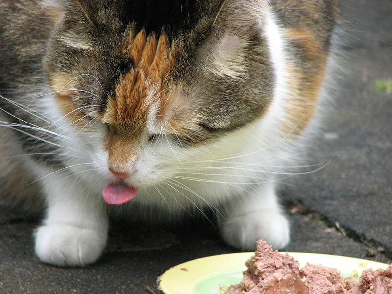 猫 肥満