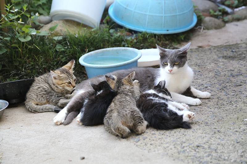 猫 去勢手術 避妊手術