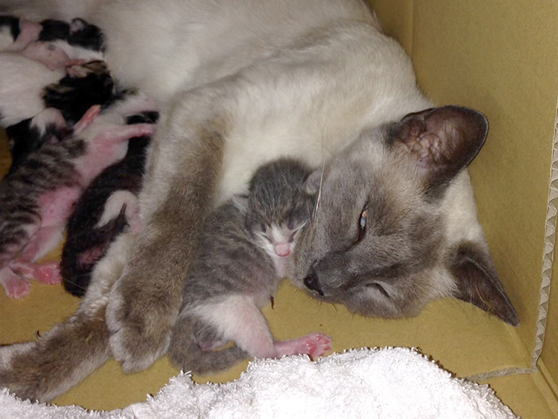 子猫 離乳食