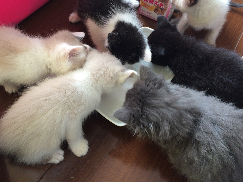 子猫 離乳食