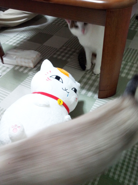 猫 運動会