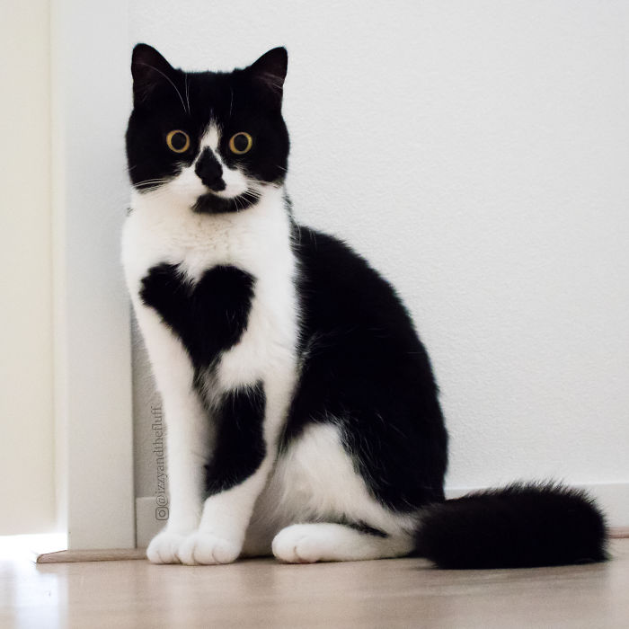 Meet-Zo-the-cat-who-literally-wears-her-heart-on-her-chest-585db8837f1a1__700