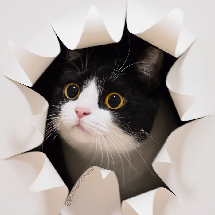 Meet-Zo-the-cat-who-literally-wears-her-heart-on-her-chest-585db8e127f84__700