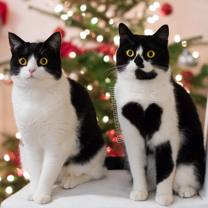 Meet-Zo-the-cat-who-literally-wears-her-heart-on-her-chest-585db9069dc32__700