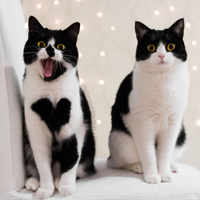 Meet-Zo-the-cat-who-literally-wears-her-heart-on-her-chest-585db90d047c2__700