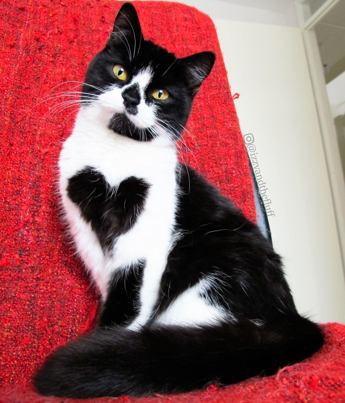 Meet-Zo-the-cat-who-literally-wears-her-heart-on-her-chest-585db91dcab19__700