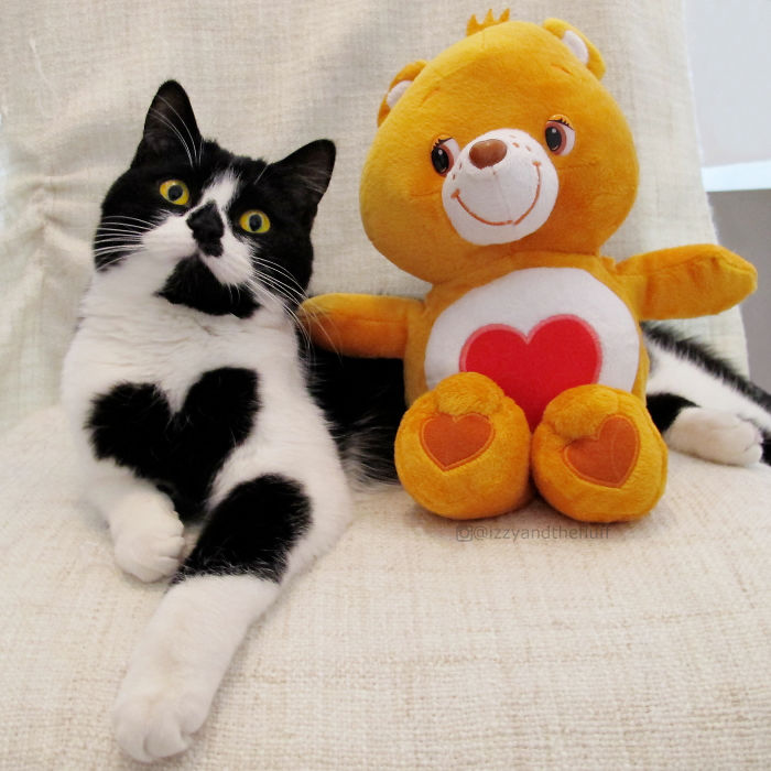 Meet-Zo-the-cat-who-literally-wears-her-heart-on-her-chest-585db92b3f712__700
